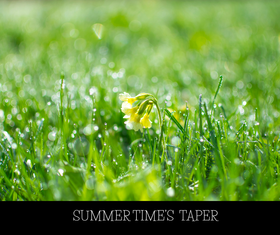 SUMMERTIME'S TAPER SOY WAX MELT